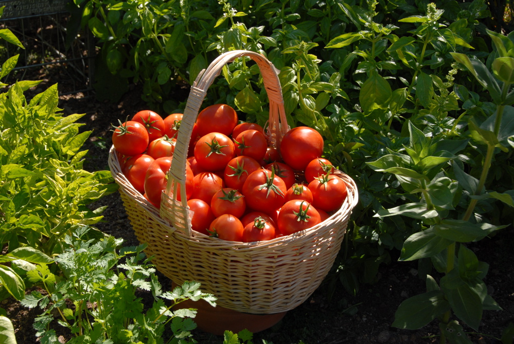 home-grown-tomatoes
